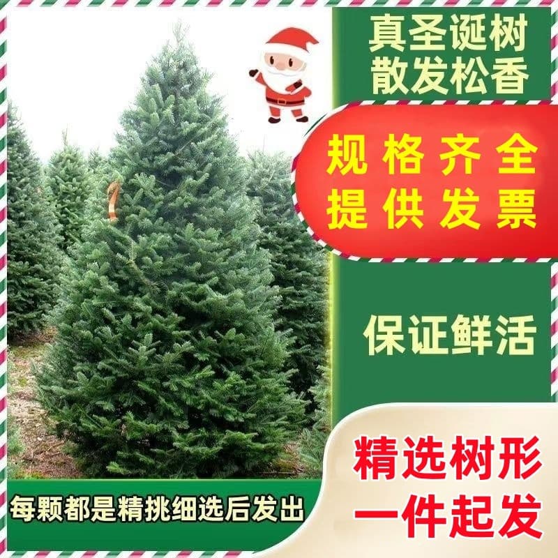 Real Christmas Tree Potted Live Norway Spruce Genuine Noble Fir Tree Christmas Green Plant