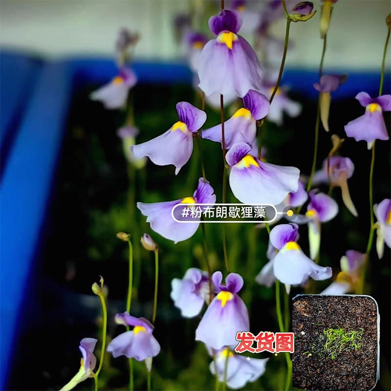 Aquatic Bladderwort, Rabbit-Ear Grass, Small Potted Carnivorous Plant, Terrestrial Rainforest Tank Shade-Tolerant Plant