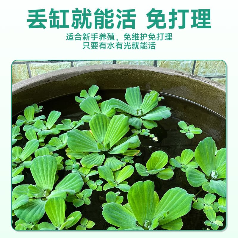 Duckweed aquatic plants for fish tank aquascaping, water plants that coexist with fish, bubble-producing, one-leaf lotus, water lettuce, water hyacinth