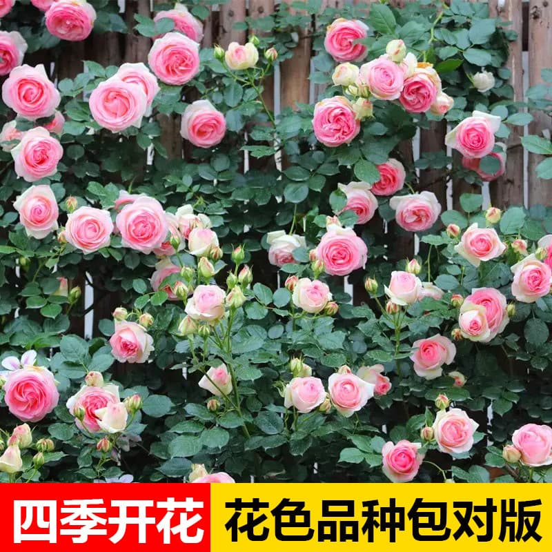 Rose seedlings, blooming all year round, climbing, large flowers, Juice Balcony, Yan Zhi Kou, climbing rose, small rose seedlings