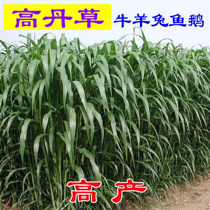 Imported Forage Grass: Gaodan Grass, Sudan Grass Seeds, High Yield in All Seasons, Livestock and Poultry Feed for Chickens, Ducks, Geese, Cattle, Sheep, Fish