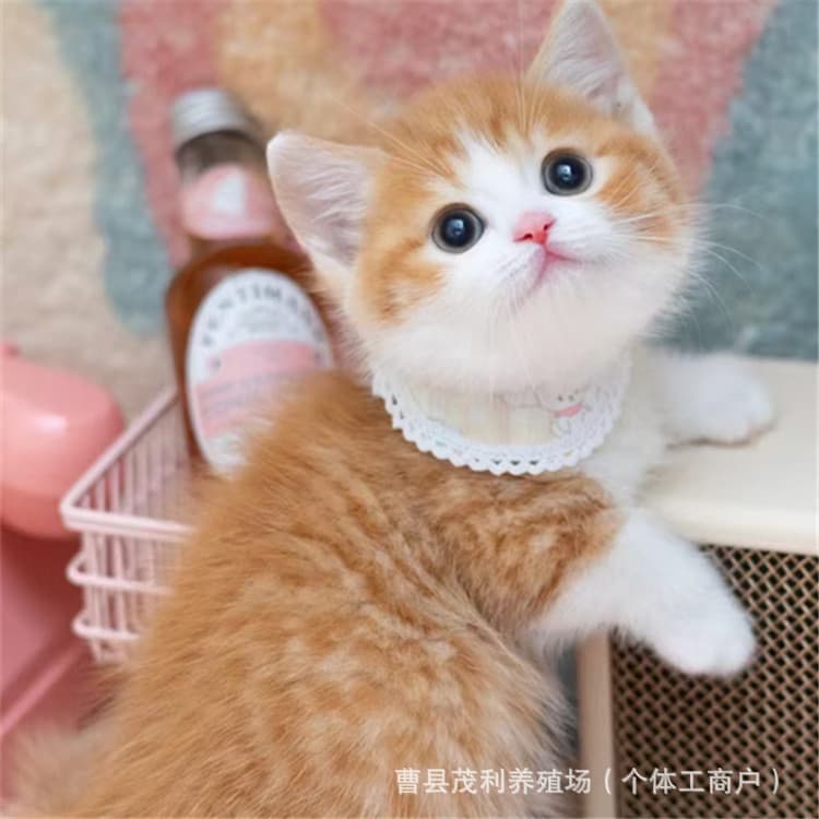 Pet Cat Live Chinese Garden Cat Orange Cat Cow Cat Live Lion Cat Kitten Live Orange White Native Cat