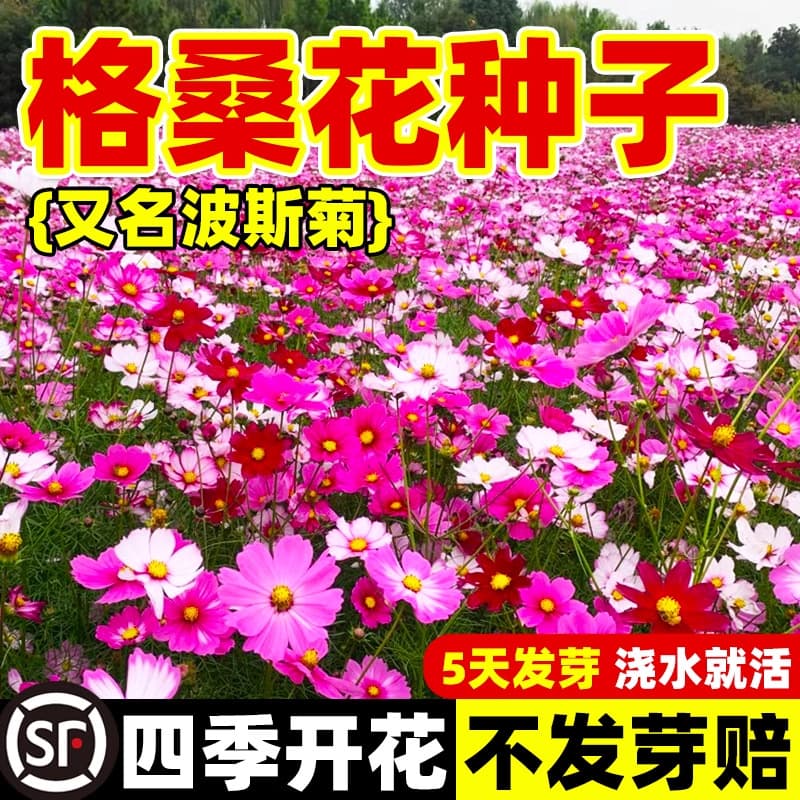 Galsang flower seeds, cosmos flower, sunflower seeds, wildflower mix lawn seeds for all-season sowing and blooming