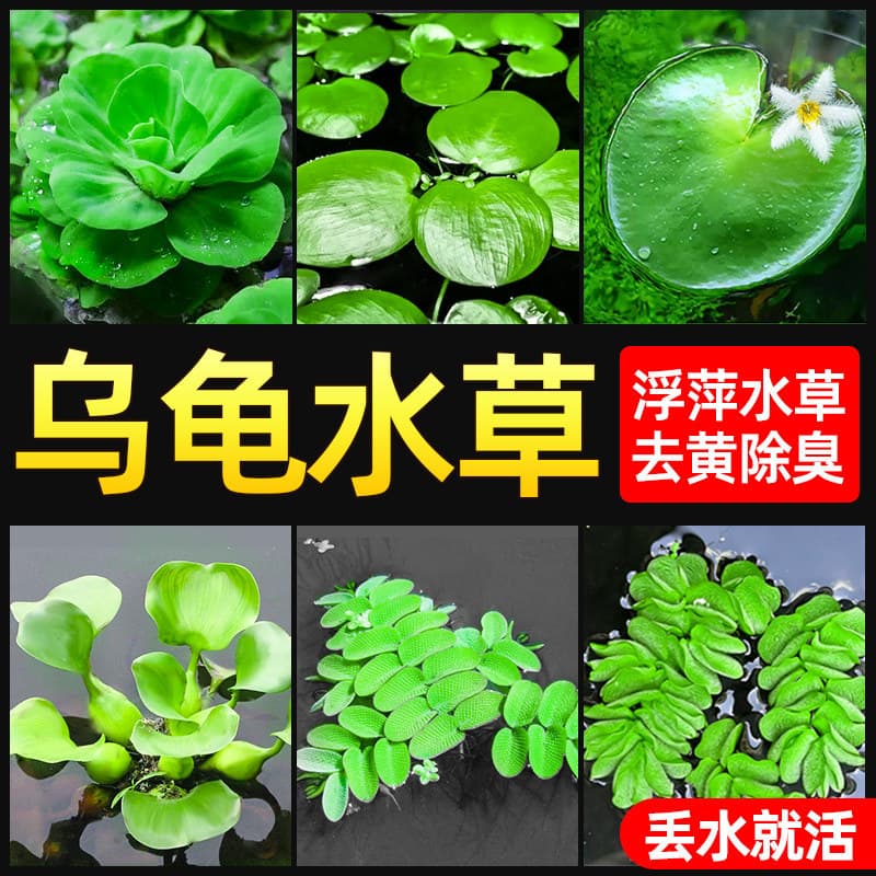 Turtle Tank Landscaping, Green Plants, Aquatic Plants for Turtle Keeping, Hydroponic Duckweed, Shade-Specific Aquatic Plants, Yellow Water Removal and Odor Purification