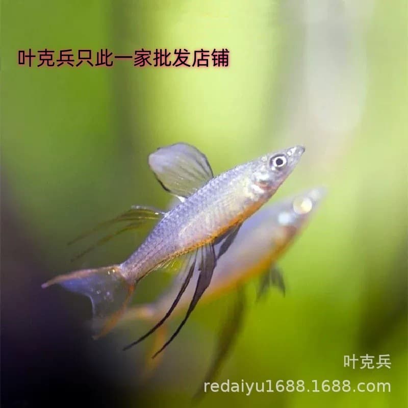 Shanghai wholesale swallow mermaid small tropical ornamental fish aquatic plant tank group swimming lantern fish swallow fish mermaid