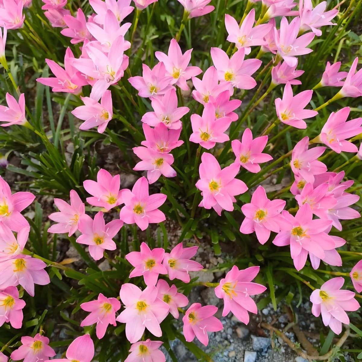 Rain Lily Bulbs Pink Rain Lily Plant Potted Bulb Flower Four-Season Blooming Green Plant Chive Bulb Seedling Rain Lily