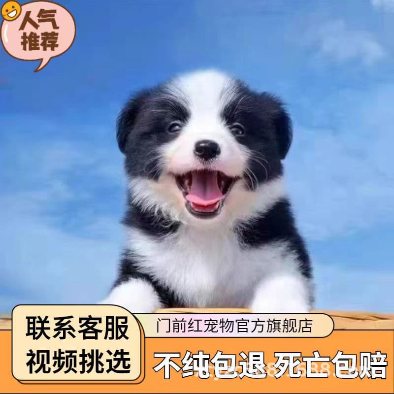 Purebred Border Collie Puppy Black and White Border Collie Merle Border Collie Gold Border Puppy Medium to Large Puppy Live Pet Dog