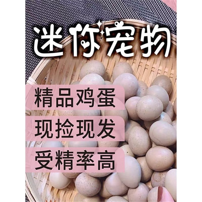 Button Quail Fertilized Hatching Eggs, Trendy Mini Pet Eggs, Pure White Tuxedo, German Button Quail Eggs, Fertilized Eggs
