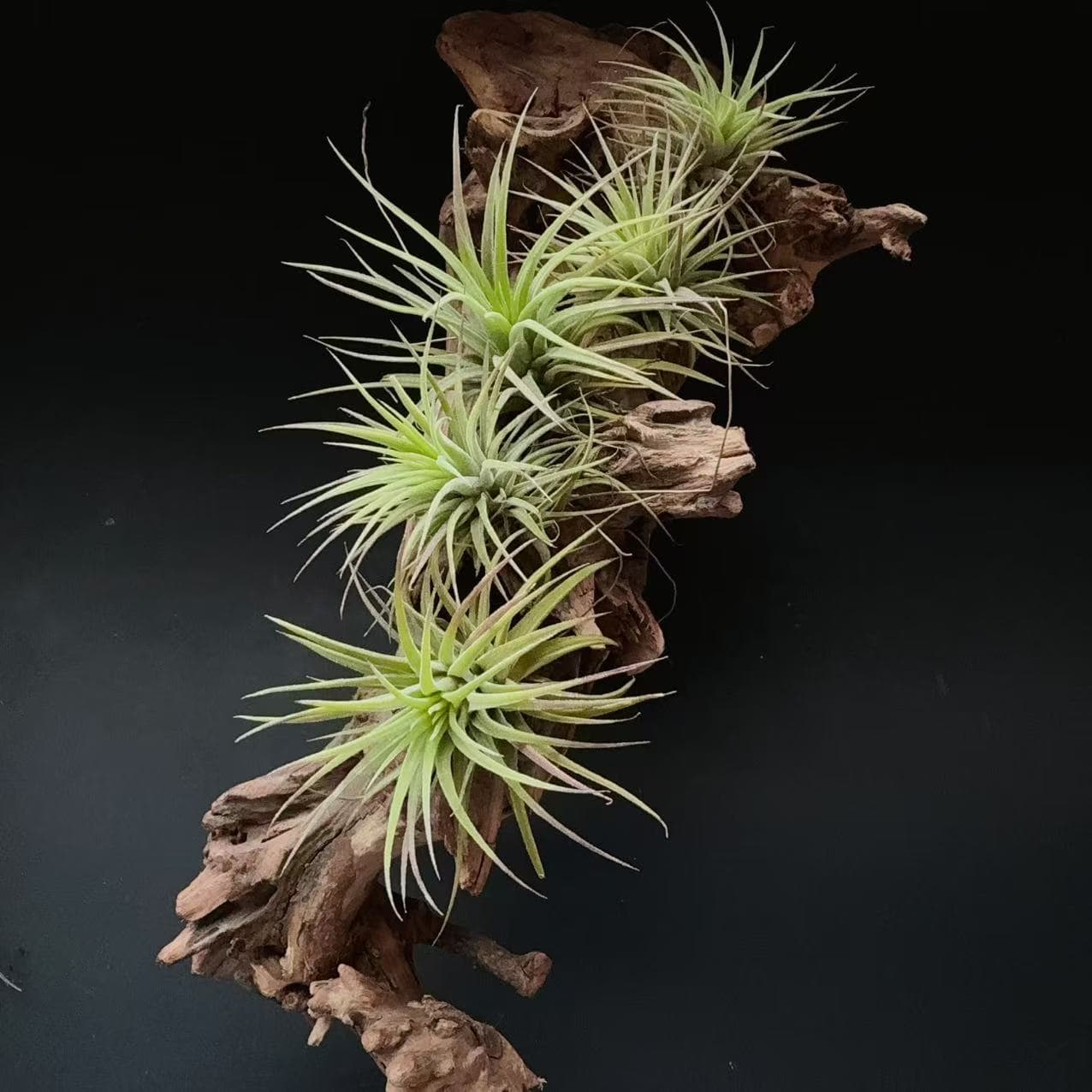 Lupra seedlings, direct from seedling nursery for wholesale air plants, soilless plants for low-maintenance gardeners.