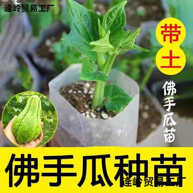 Chayote Seeds with Sprouts, Fresh Germinated Chayote Seedlings, Spring Balcony Potted Vegetable Plants