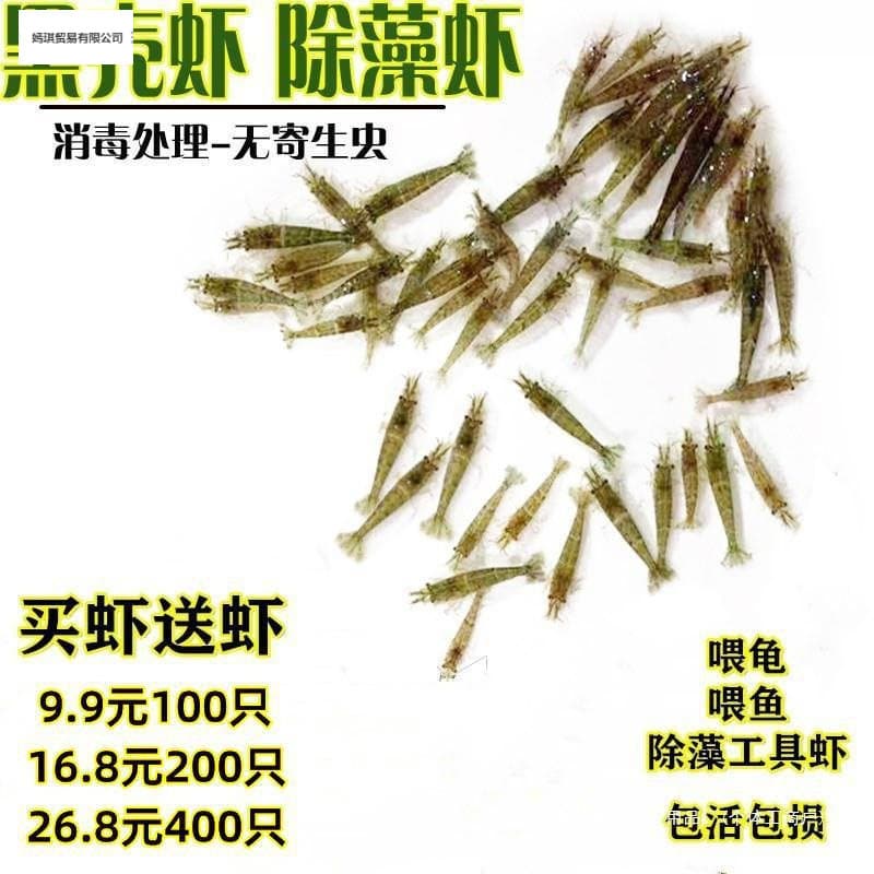 Breeding Live Shrimp, Small Ornamental Freshwater Shrimp Fry, Algae-Eating Cleaner Shrimp for Cold Water Fish Tanks, Small Shrimp to Feed Turtles