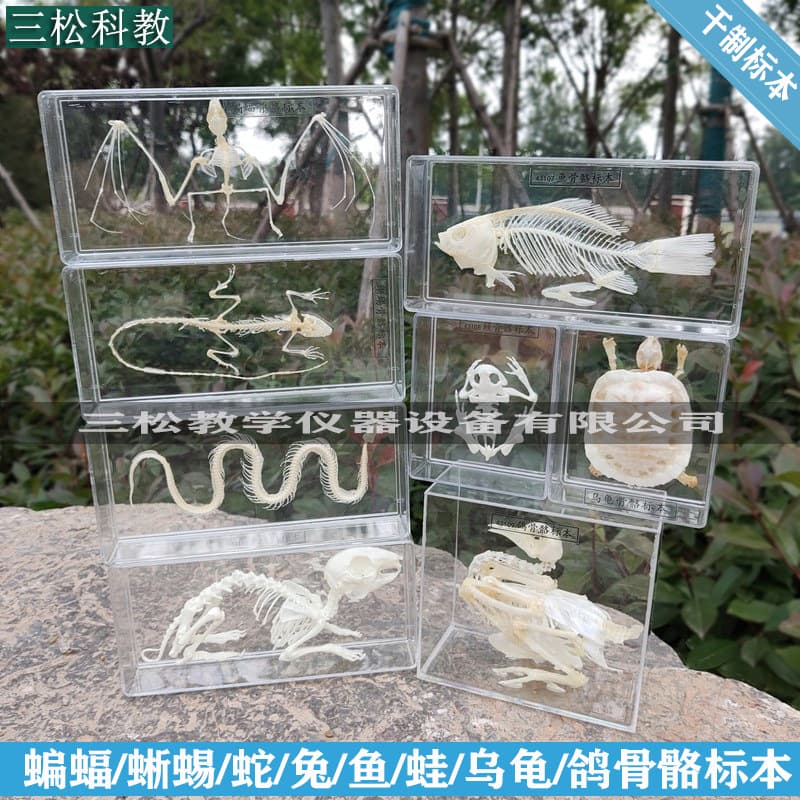 Snake Skeleton Specimen, Bat, Lizard, Brazilian Turtle, Rabbit, Crucian Carp, Frog, Pigeon, Animal Skeleton Biological Specimens