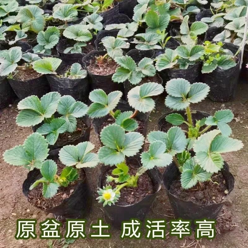 Premium Vine Seedlings for Four-Season Potted Edible Indoor Balcony Planting, Year-Round Fruiting Cream Seedlings Wholesale, Red Cheek Strawberry Plants