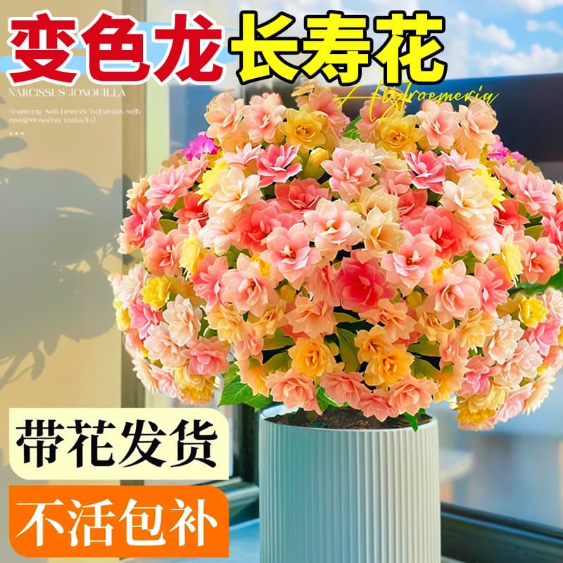 Kalanchoe Potted Plant, Double-Petal Chameleon, Large Flower with Buds, Seedling, Easy to Grow Indoors, Year-Round Blooming Green Plant
