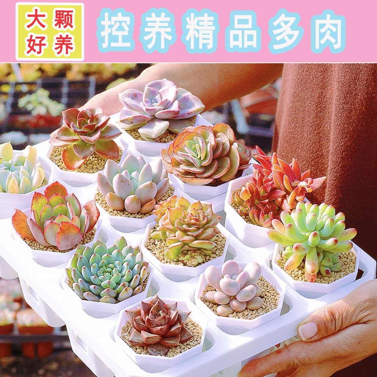 Premium controlled-culture succulents, original potting soil, direct from the nursery, cute succulent plants for office use, original potted plants, easy to ship.
