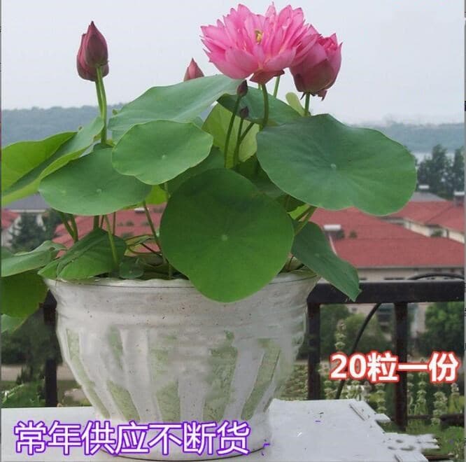 Lotus seed opening hydroponic plant bowl lotus water lily aquatic potted lotus seed flower wholesale mini lotus seed