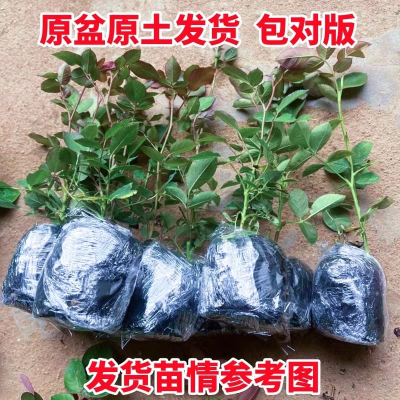 Perennial climbing rose for garden and balcony, climbing rose seedlings, blooming all seasons, rose seedlings