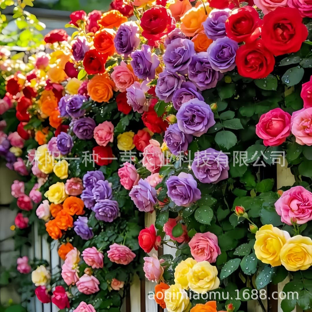 Cross-border e-commerce varieties of rose seeds climbing roses rose flowers flowers potted four-season colorful roses