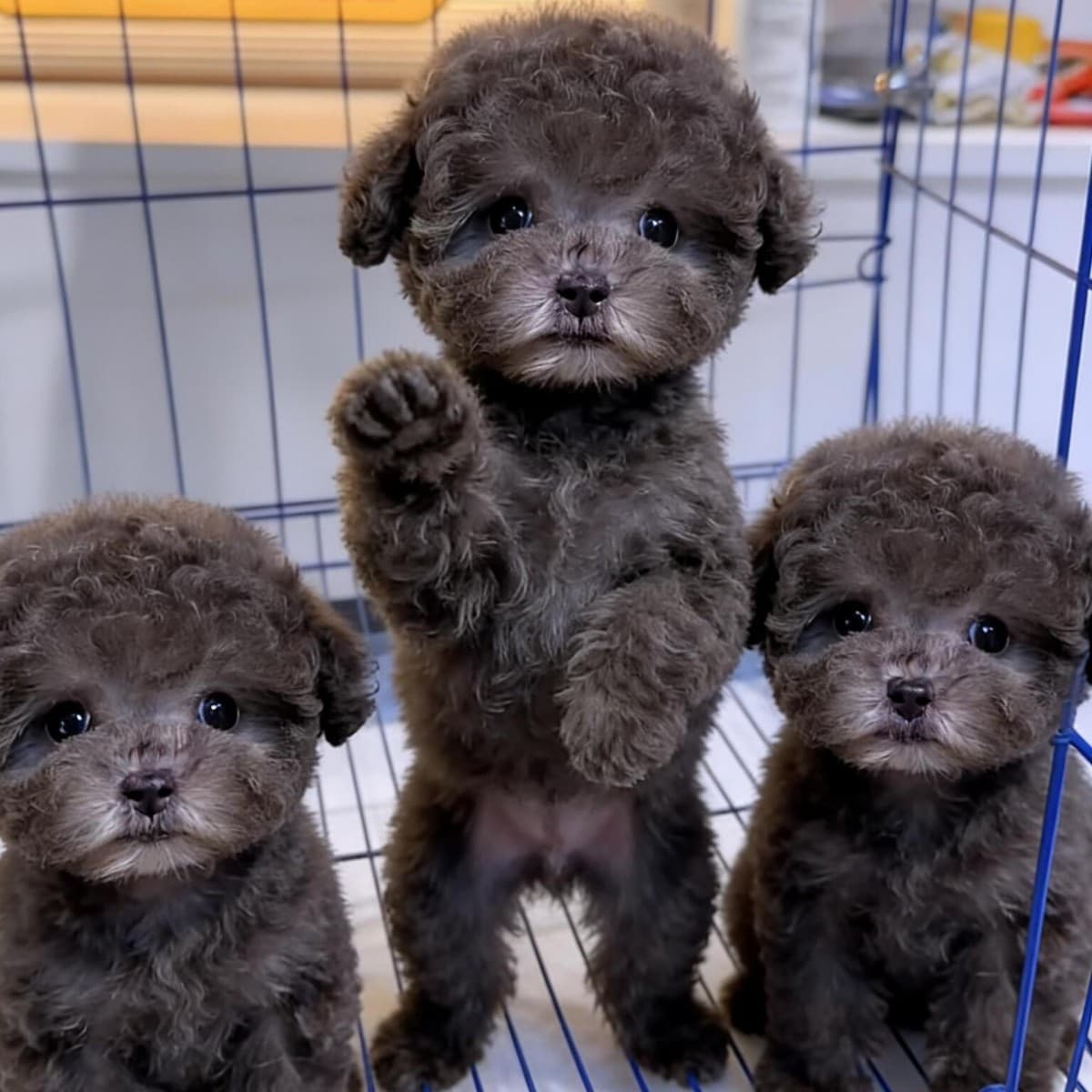 Purebred Teddy puppies live small teacup poodle gray Teddy pet dog live animal
