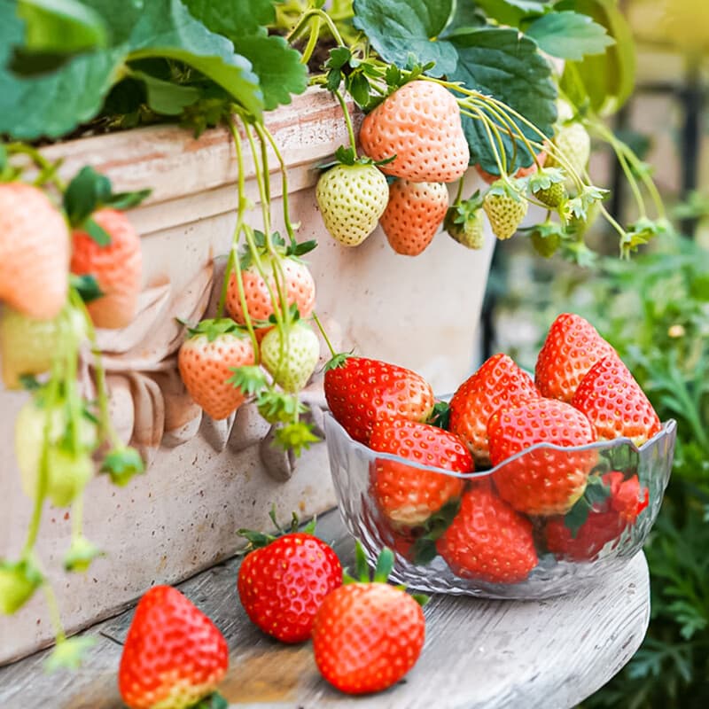 Cream strawberry seedlings potted with pot soil edible red color four-season planting results southern balcony open-air planting seedlings