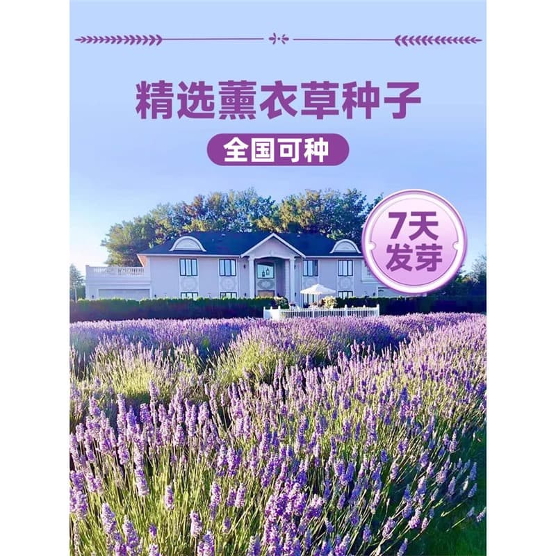 Lavender Seeds for All-Season Planting, Potted Flowers, Garden Balcony Flowers, Easy-to-Grow Mosquito Repellent Plants