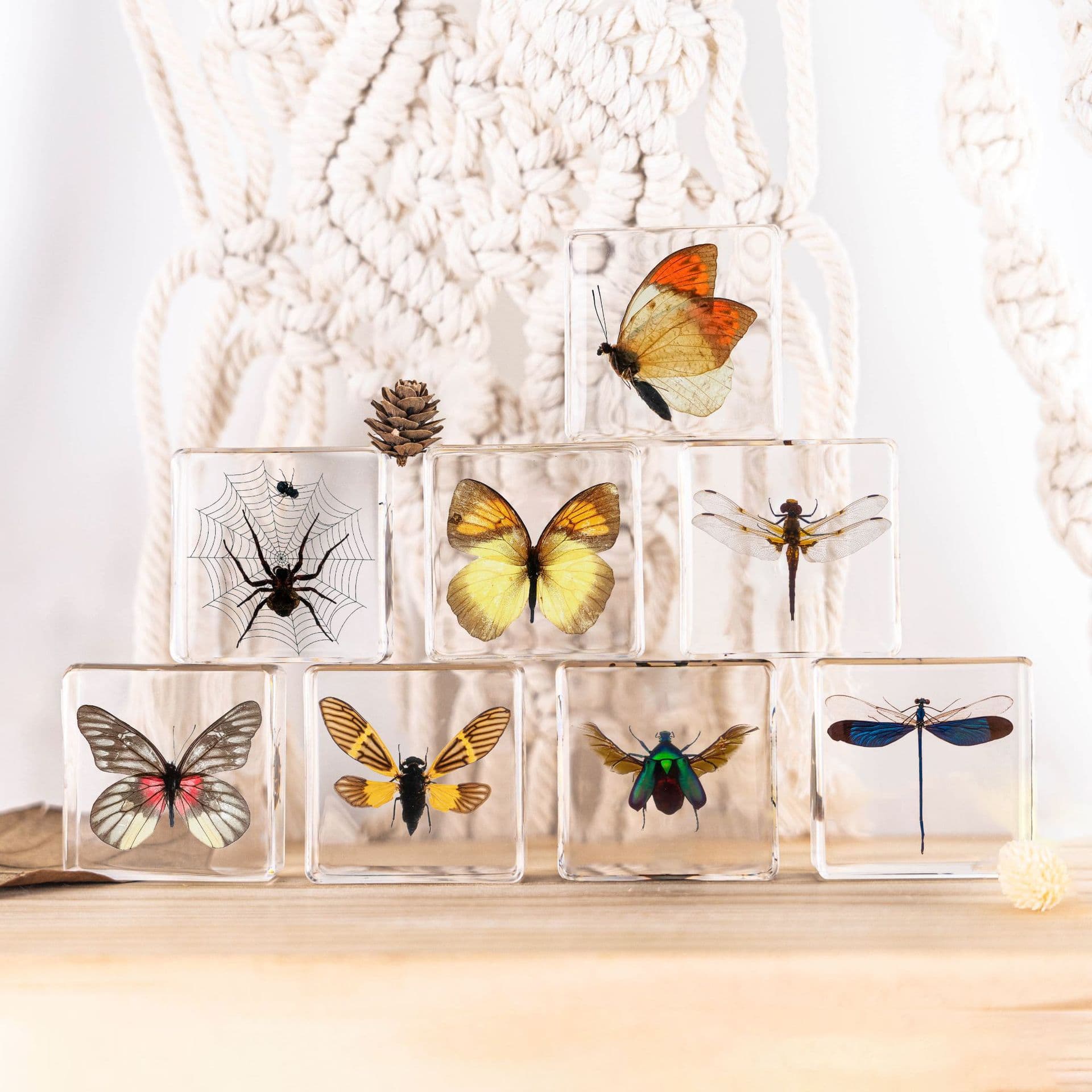 Reliable Factory Wholesale Ready-to-Ship Insect Specimens Butterfly Resin Specimens Animal Specimens Cultural Gift Toys Decor
