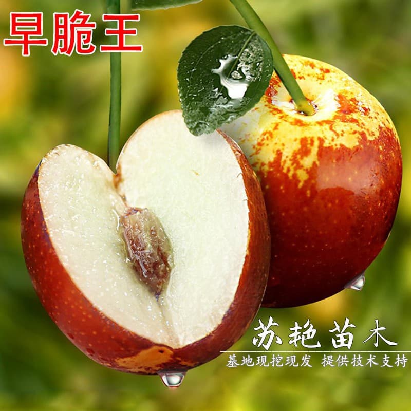 July Ripening Early Sweet Ice Sugar Jujube Seedlings, Early Crisp King Jujube Tree Seedlings, Suitable for Potted or Ground Planting in South and North