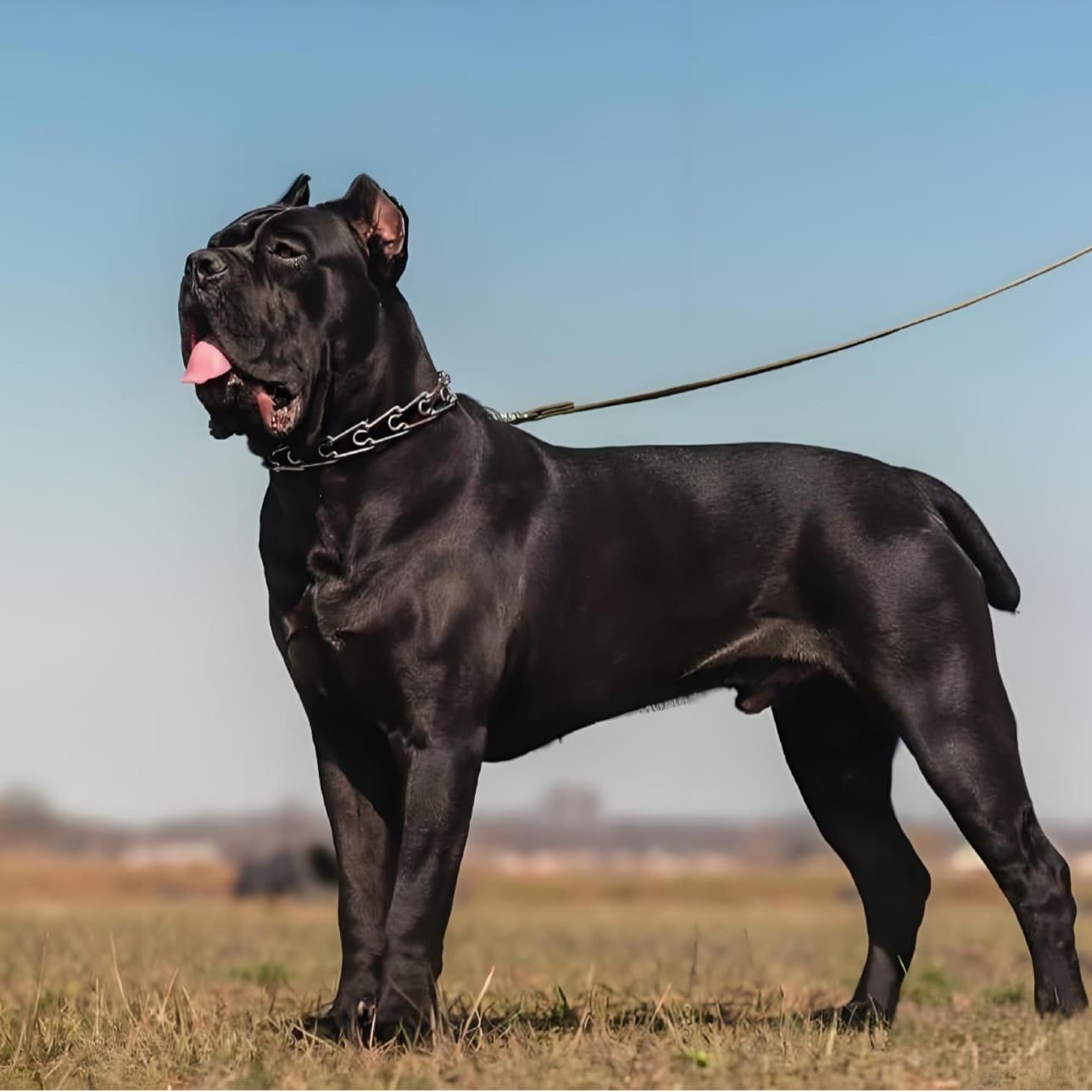 Custom Cane Corso Large Guard Dog Puppy Live Dog Explosion-Proof Dog Working Dog Family Companion Dog Pet Dog