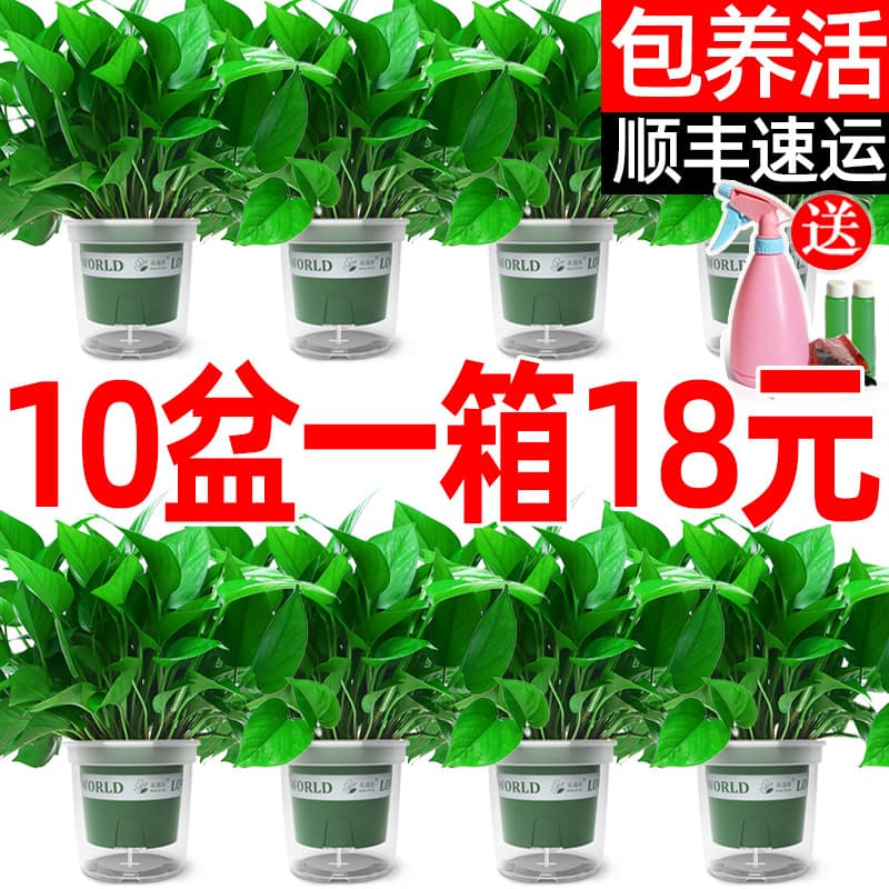 Green Ivy Potted Indoor Plant Hanging Long Vine Large Leaf Ivy for New Home Formaldehyde Absorption