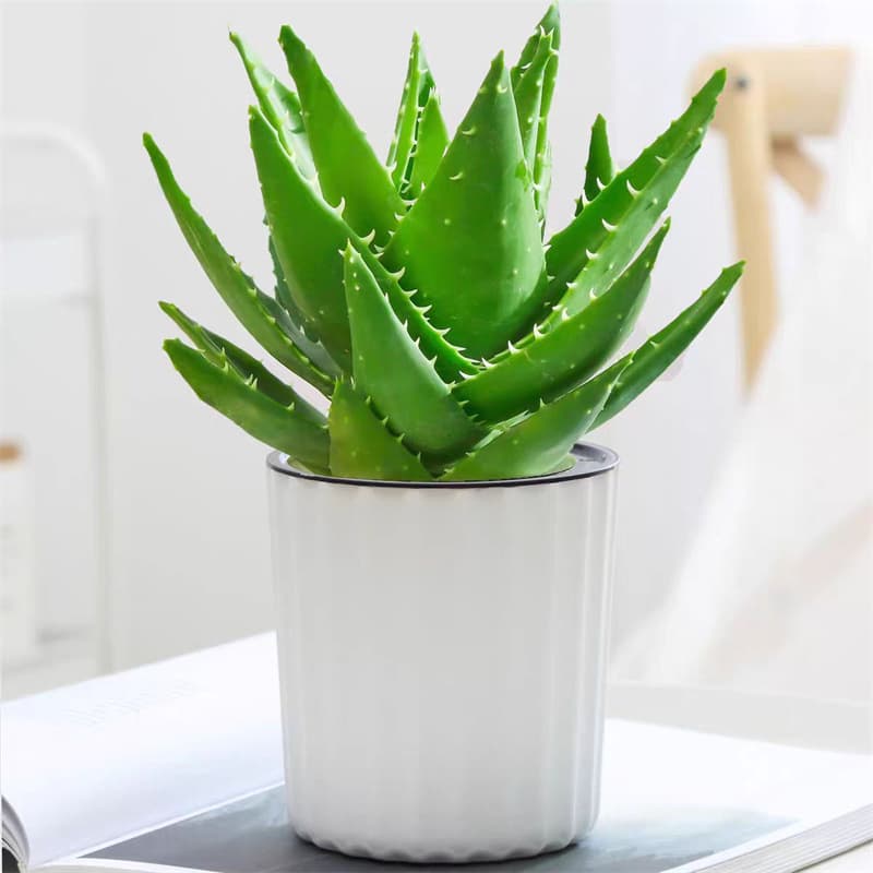 Aloe Vera Potted Plant Indoor Air Purifying Formaldehyde Removal Flower Green Plant Office Cactus Succulent Low Maintenance Plant