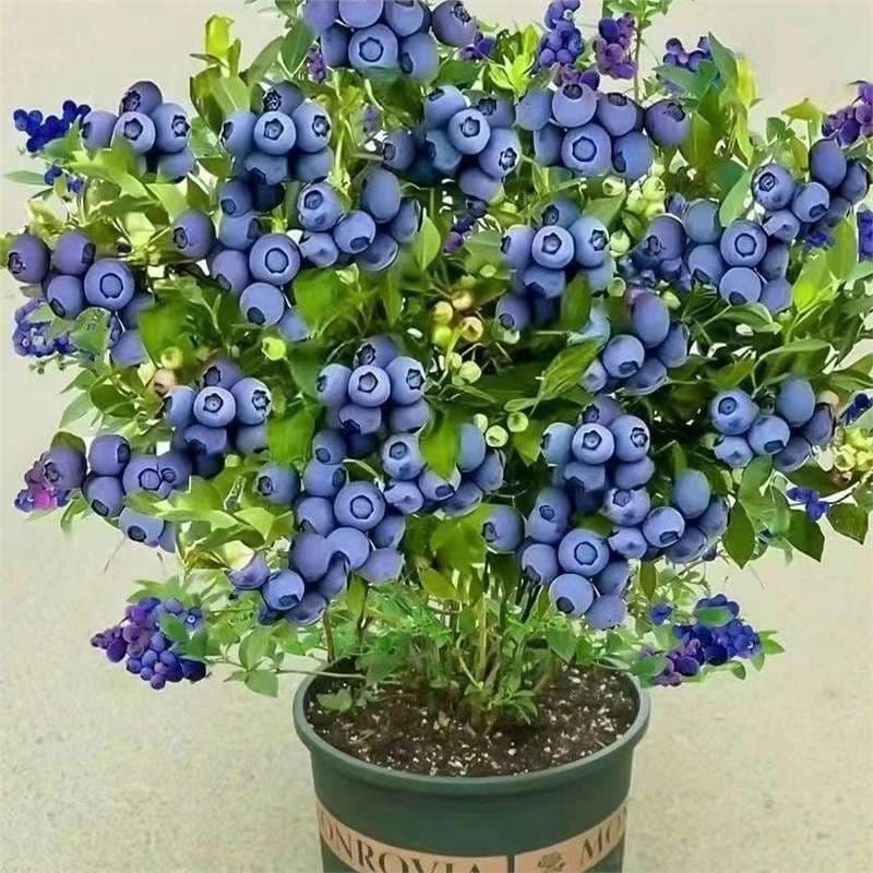 Large Blueberry Tree Potted Plant for Ground Planting, Suitable for North and South China, Balcony and Garden Planting, Bears Fruit in the Same Year