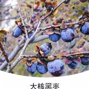 Seedless black date, authentic Taihang Mountain premium large black date, small soft dried date, wild Junqianzi black date tree seedling