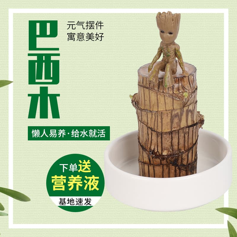 Brazilian Lucky Wood Hydroponic Green Plant Indoor Potted Groot Four Seasons Easy to Grow Sprout Brazilian Wood
