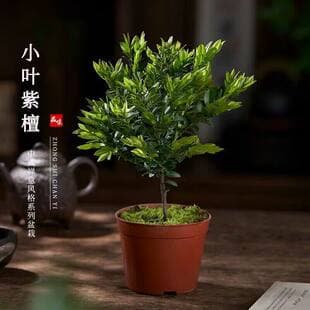 Red Sandalwood Bonsai Old Stump Indoor Potted Plant for Living Room Office Desk, Evergreen Easy Care Green Plant