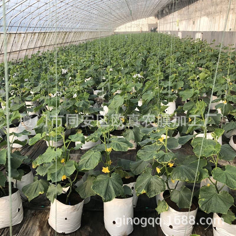 In Stock, Soilless Cultivation Specific PE New Material Grow Bags, Durable Anti-Aging Substrate Bags