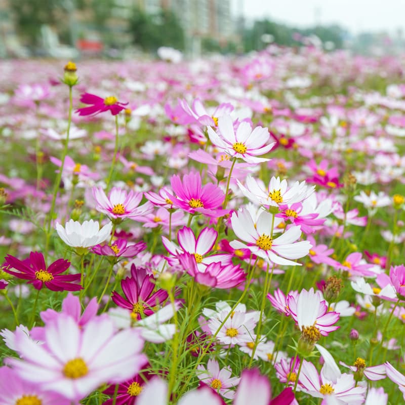 Galsang Flower Seeds, Cosmos Bipinnatus Seeds, Colorful Four-Season Blooming Easy-to-Grow Flower Seeds for Courtyard Outdoor Wildflower Planting