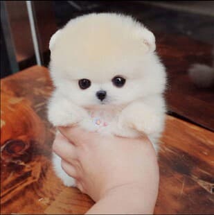 Adorable Pomeranian Puppy Live Small Teacup Dog Companion Pet Tiny Dog
