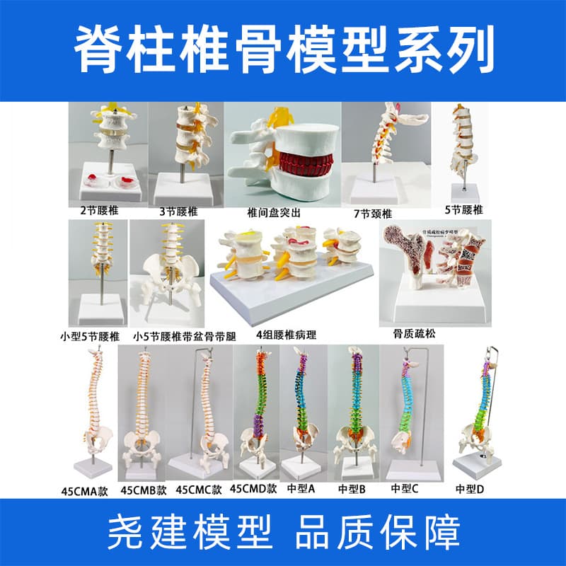 45 85CM Simulated Skeleton Large Spine Model with Intervertebral Discs, Nerves, Cervical, Thoracic, Lumbar, Sacrum, and Coccyx Vertebrae