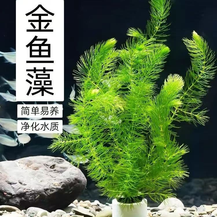Cold-tolerant aquatic plants, green plants for guppy and goldfish algae, low-maintenance aquascaping decoration, oxygenating water plants, hydroponic plants
