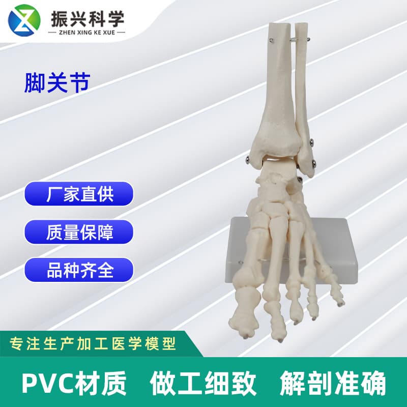 Foot bone joint model for human joint teaching, wholesale from manufacturers