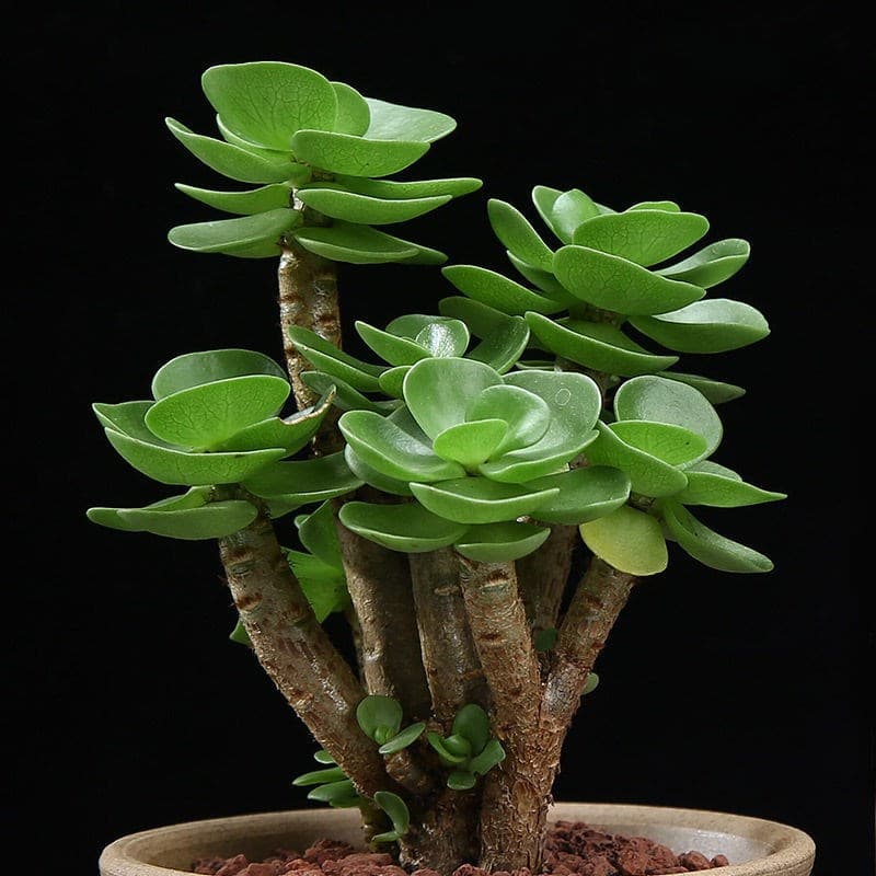 Money Tree (Pachira aquatica) Old Stump Succulent Green Plant Indoor Potted Plant Living Room Flower Office Desktop All Year Round Easy-to-care-for Flower