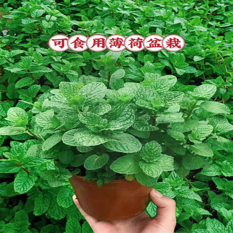 Mint potted hydroponic plants repel mosquitoes edible lemon mint leaves rosemary indoor mosquito repellent large pots of green plants