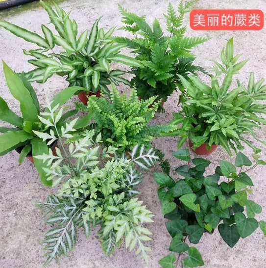 Wolf tail fern, marshmallow fern, lace fern, rainbow fern, red-capped hair fern, fern, cold-resistant flowering plant.