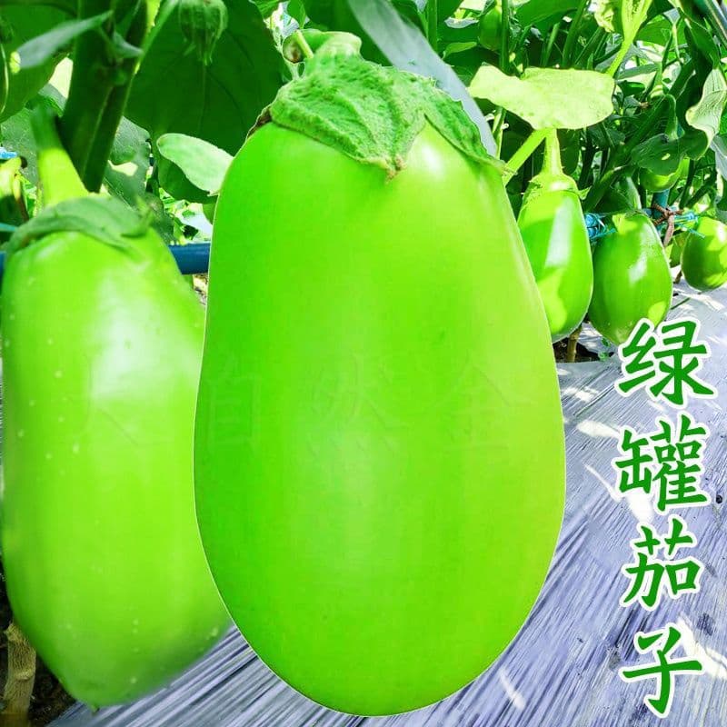 Green eggplant seedlings, round green eggplant seedlings, long green eggplant seedlings, white eggplant seedlings, seeds for spring, summer, autumn, and winter seasons, farm vegetable seedlings