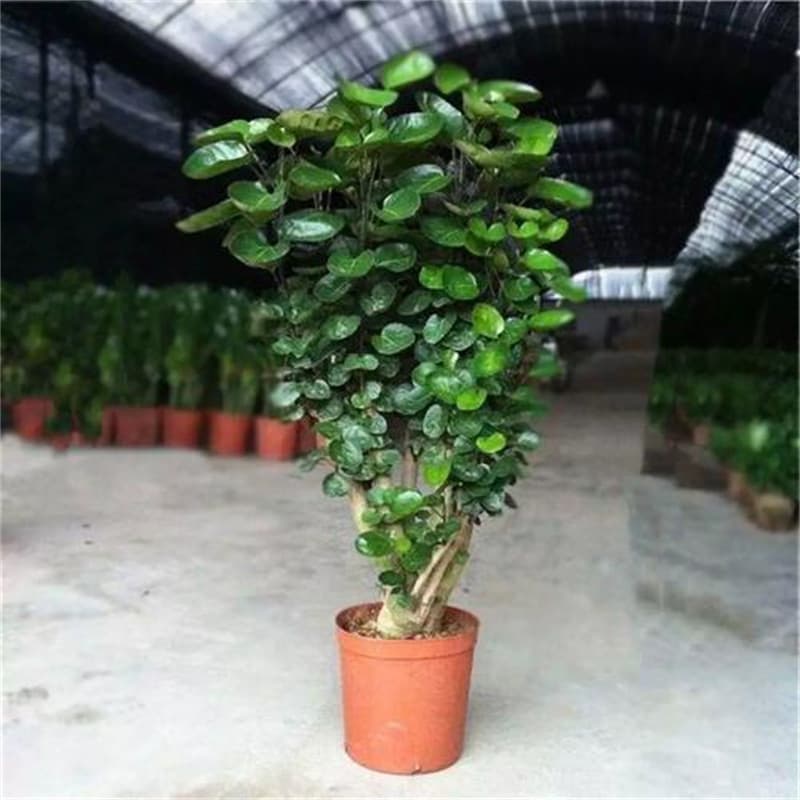 Money Tree Potted Plant, Large Money Tree, Round Leaf Money Tree, Fortune Tree, Indoor Green Plant, Lucky Tree, Large Size