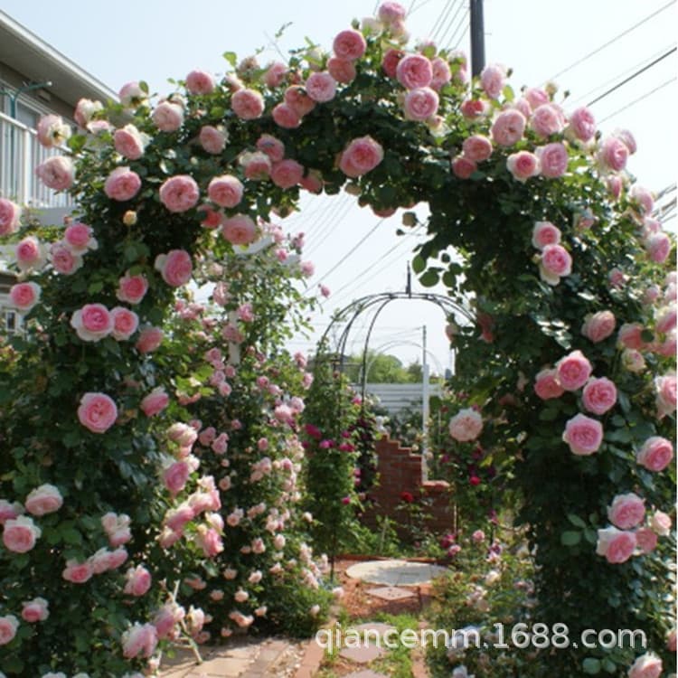 Wholesale European Rose Multi-Flowering Rose Seedlings, Blooming Multiple Seasons in the Same Year, Climbing Rose Seedlings, Climbing Flower Plants, Pierre de Ronsard