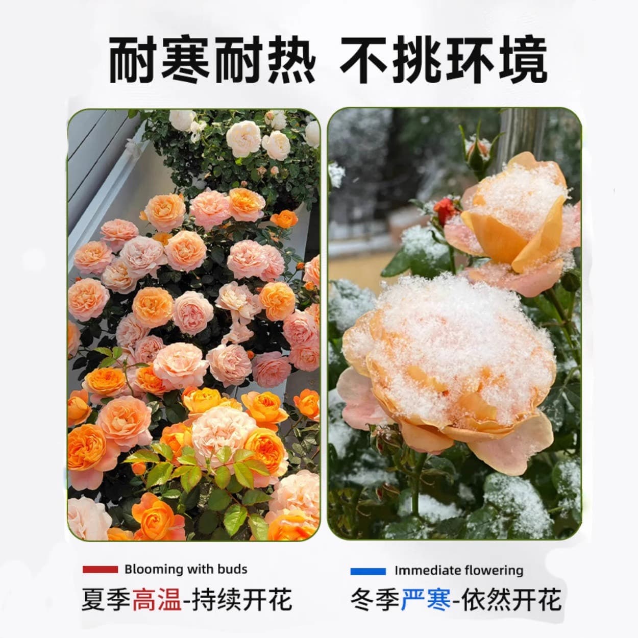 Juice Balcony Rose Potted Plant with Flowers and Buds, Balcony Garden Large Flower Reblooming Rose Plant