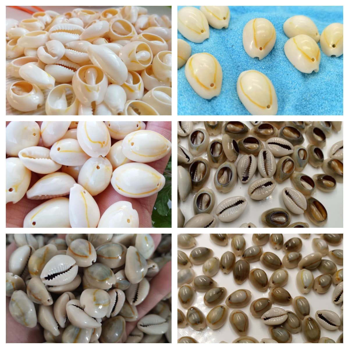Natural seashells and conches are sold by weight. DIY craft materials: sliced seashells with gold rims for bracelets, necklaces, and clothing.