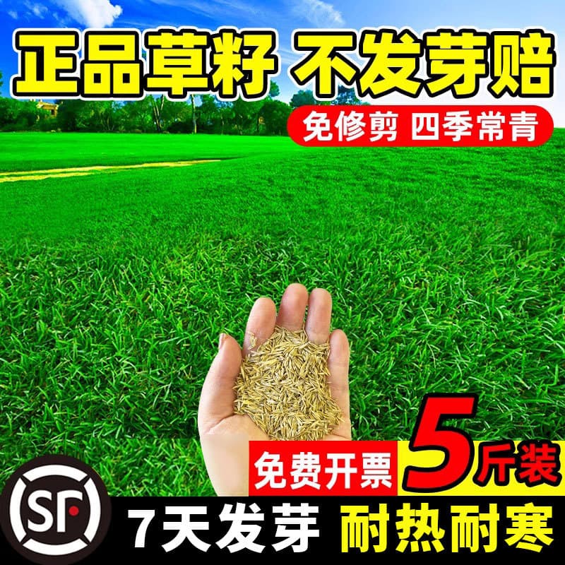 Bermudagrass, Zinnia, Lawn Grass Seeds, Evergreen Four Seasons, Slope Greening Grass Seeds, Slope Protection Soil Stabilization, Ryegrass Seeds