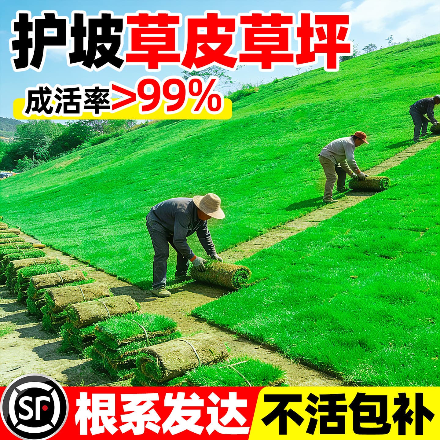 Sod real turf with soil for slope protection, garden greening, four-season green, golf green grass, Taiwan grass, Manila grass with soil